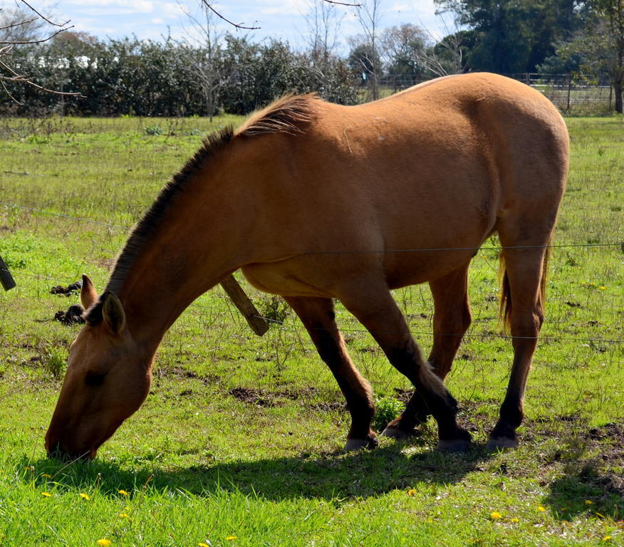 サン・アントニオ・デ・アレコ El Ranchito De Arecoヴィラ エクステリア 写真